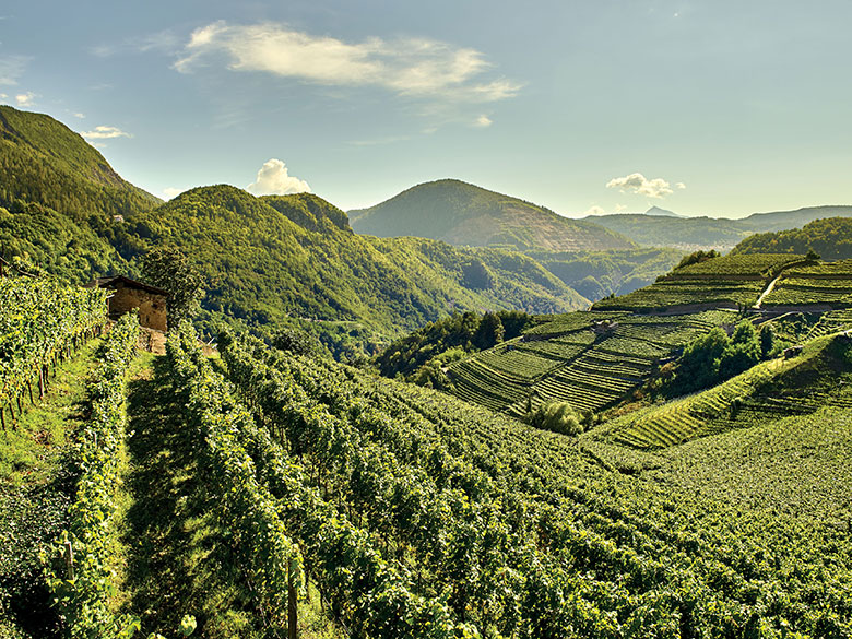 Vigne di Cembra, Cantina di Montagna
