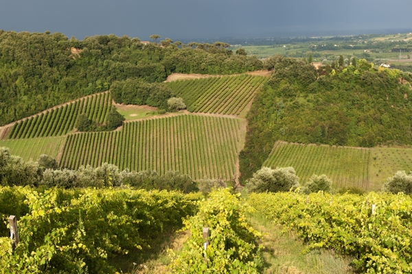 Vigneti nell'area di Faenza