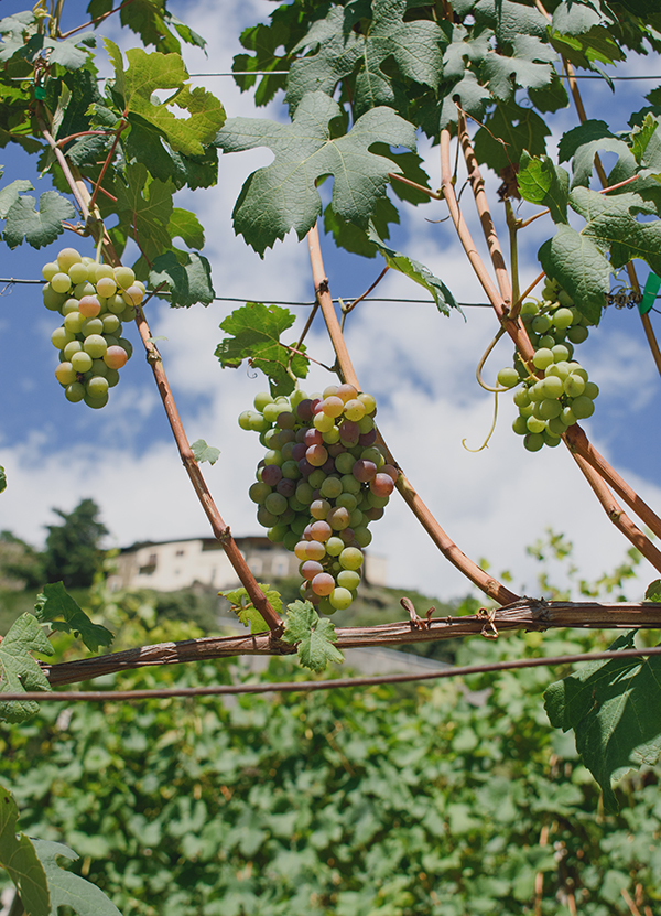Grappolo di Nebbiolo