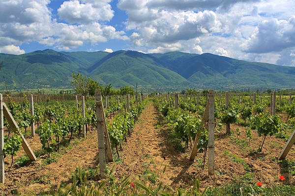 vigneti Macedonia del Nord
