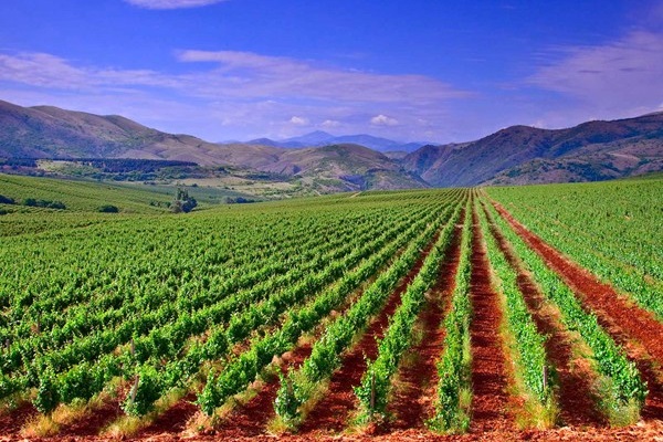 vigneti Macedonia del Nord