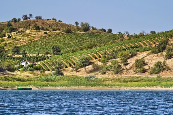 vigneti Macedonia del Nord