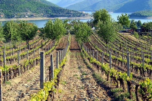 vigneti Macedonia del Nord