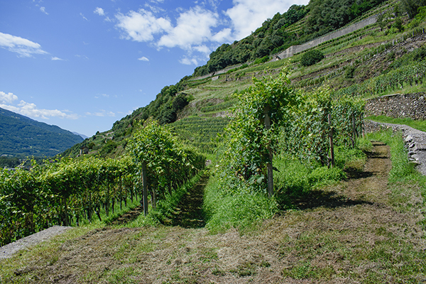Vigne in Valgella
