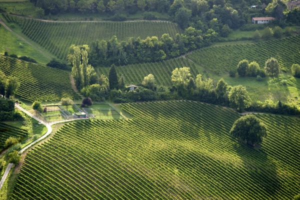Vigneti a Bertinoro