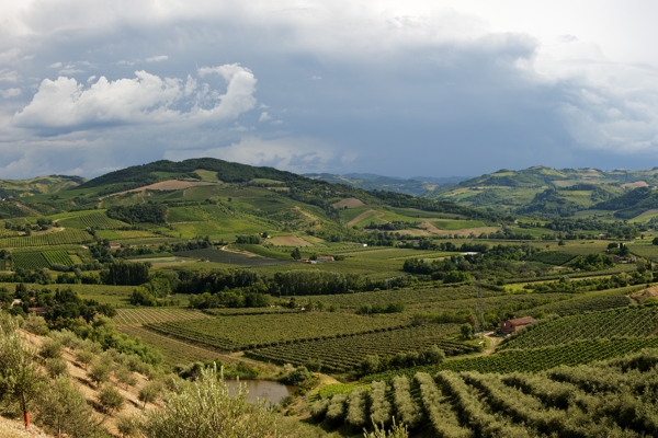 Vigneti a Brisighella