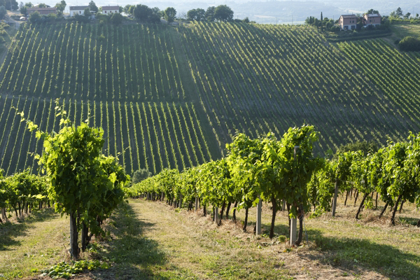 Vigneti a Imola
