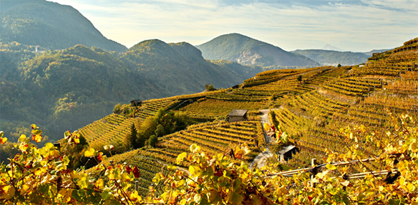 Cembra - Cantina di montagna - Vigneti