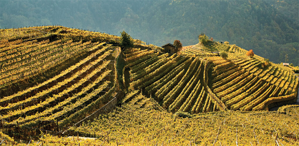 Cembra - Cantina di montagna - Vigneti 2