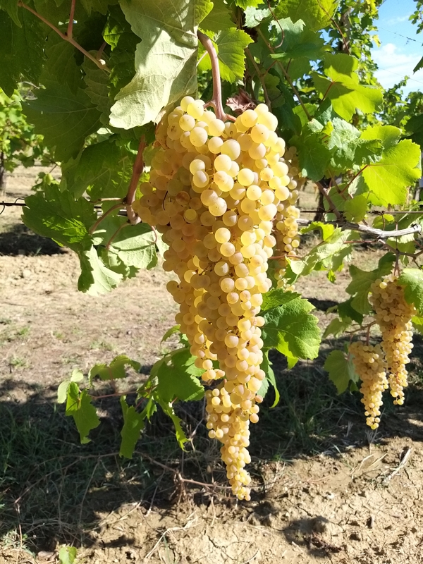 Grappoli di Albana