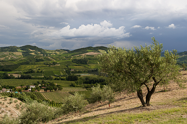 Sottozona Brisighella