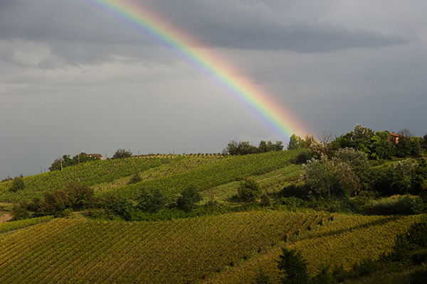 Vigneti nell'area di Faenza