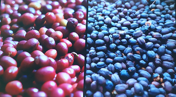 Il frutto del caffè