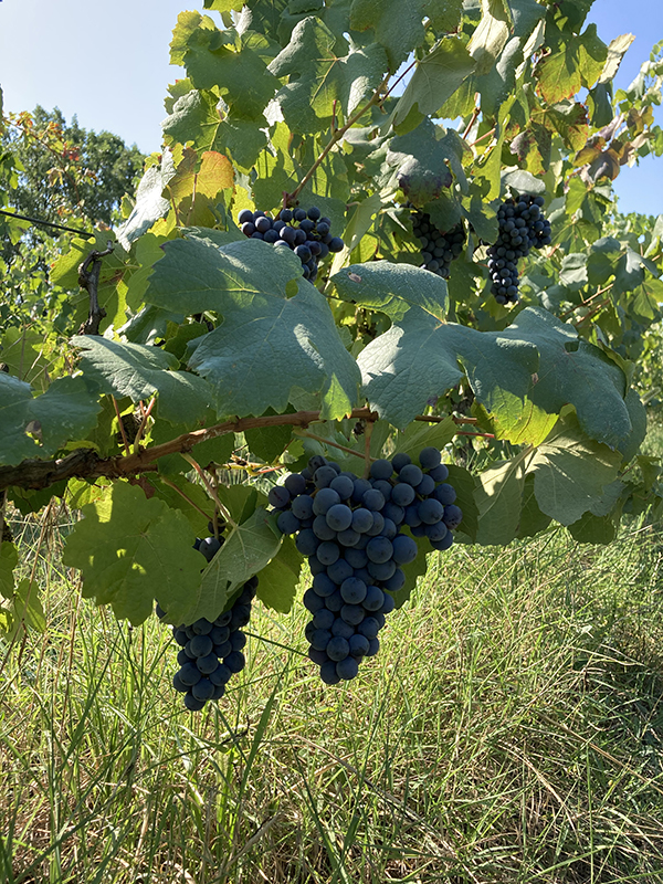 Azienda Bortolotti, grappoli d'uva