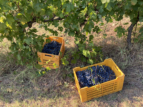 Azienda Bortolotti, uva in cassette
