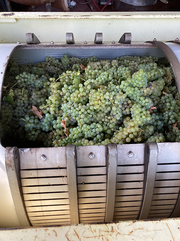 Azienda Bortolotti, uva bianca