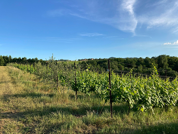 Vigneto azienda Bortolotti
