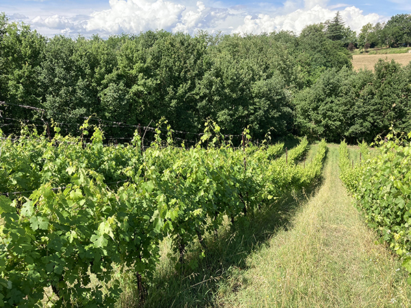 Vigneto azienda Bortolotti