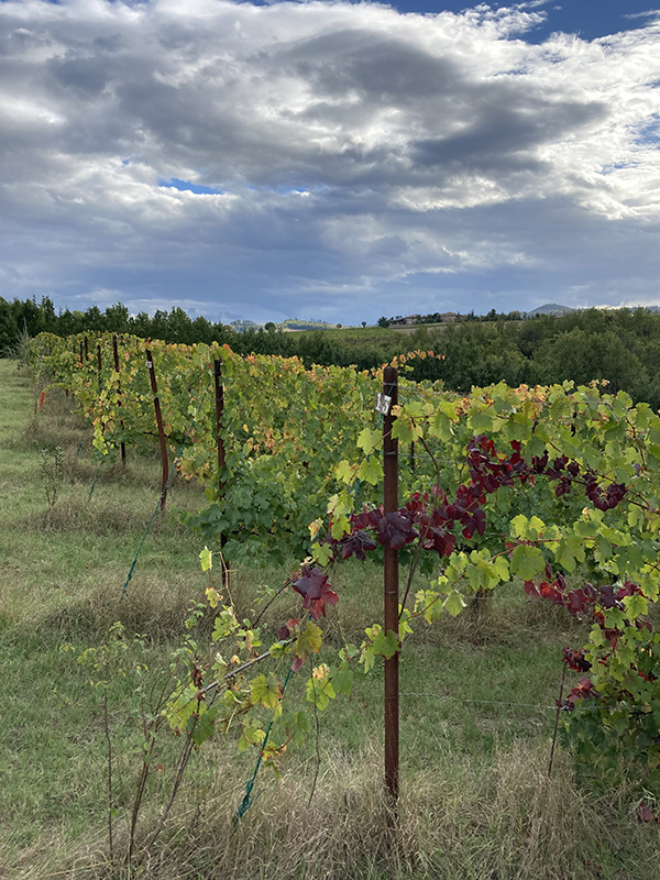 Vigneto azienda Bortolotti