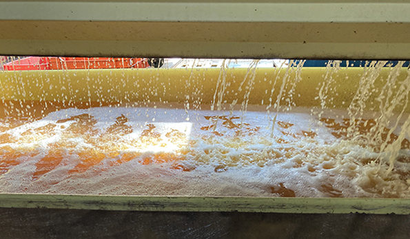 Azienda Bortolotti, pressatura uva