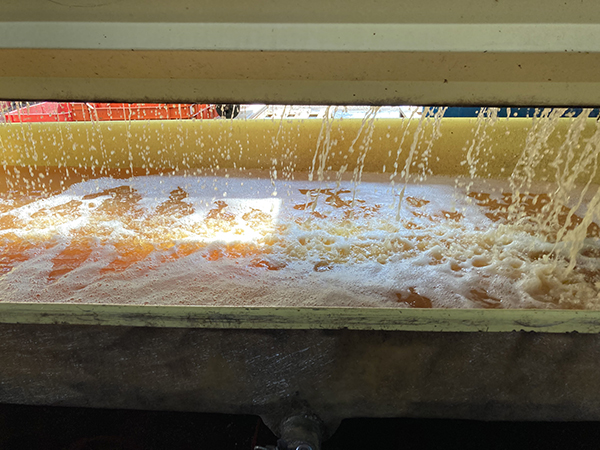 Azienda Bortolotti, pressatura uva