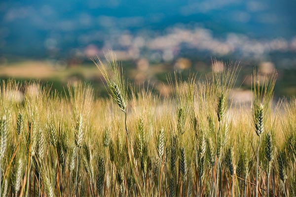 Monserrato 1973 grano