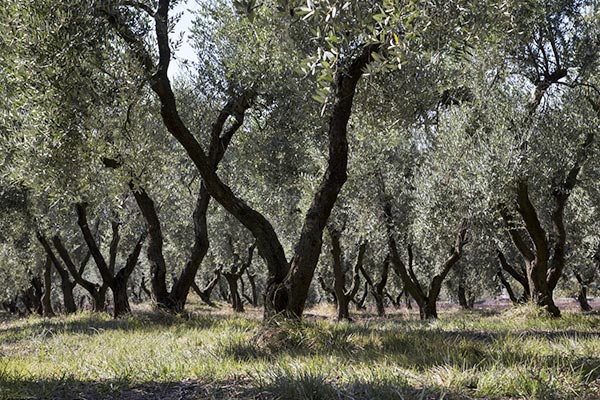 Monserrato 1973 ulivi