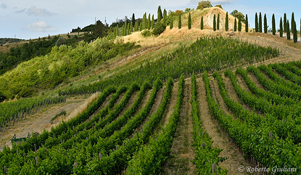Podere Marcampo, vigneti