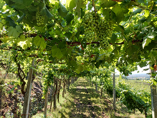 Pergole a Caluso, Vigna Crava