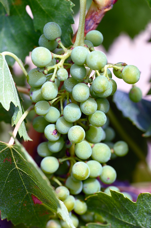 Grappolo di sangiovese