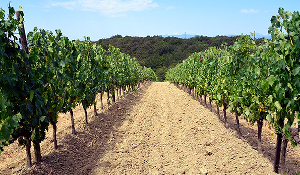 vigneto Podere Sanlorenzo