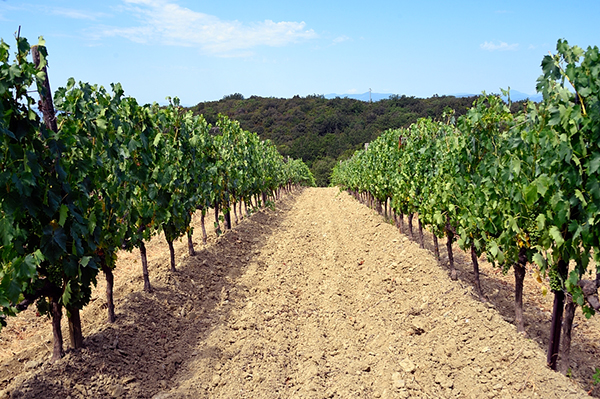 vigneto Podere Sanlorenzo