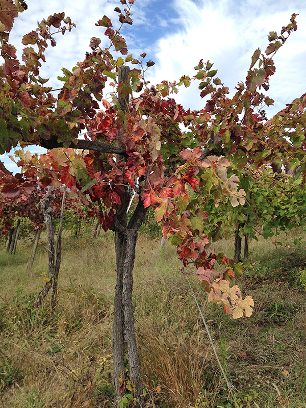 vite cantina Rossovermiglio