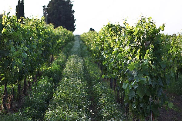 vigneto Casata Mergè