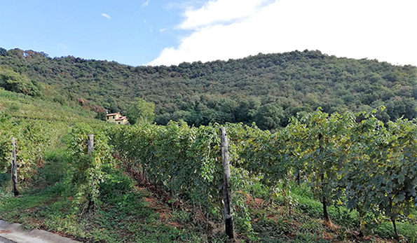Vigneti Castello Bonomi