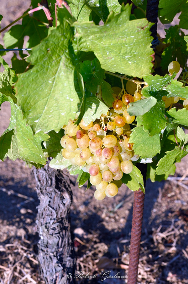 Grappolo di Ansonaco, azienda Castellari
