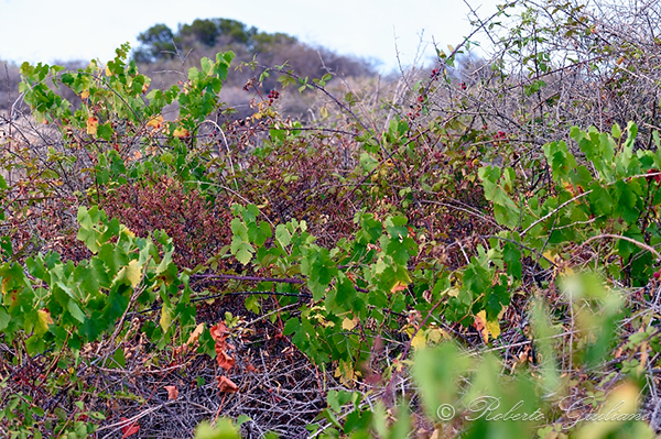 Le foglie di vecchie viti che spiccano nella macchia