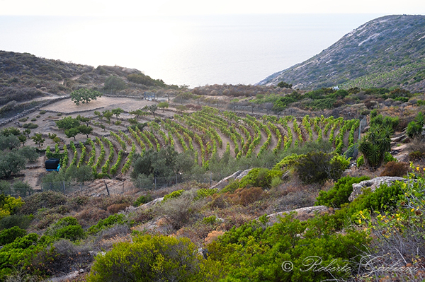 Vigneti al Giglio