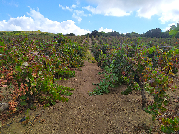 Vigneti ad alberello