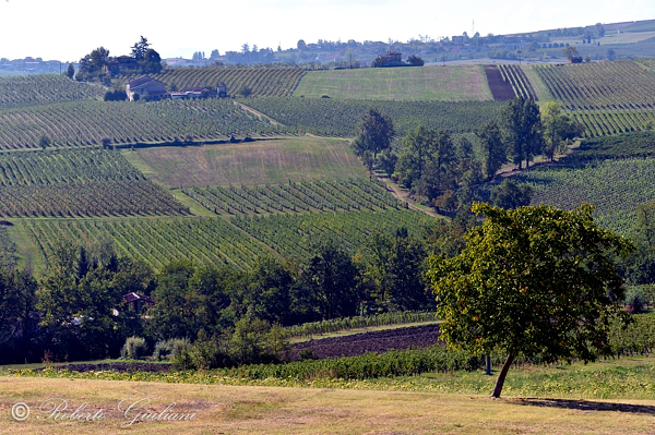 Vigneti nei pressi di Ziano Piacentino