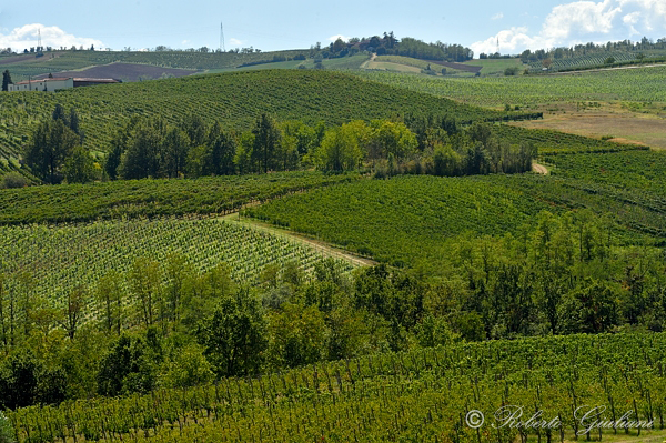 Vigneti nei pressi di Ziano Piacentino