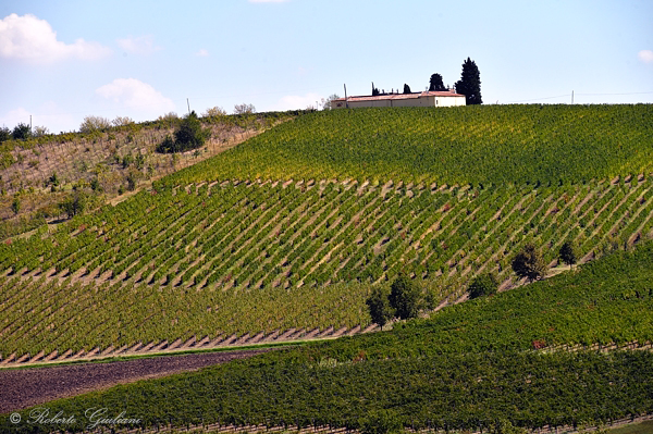 Vigneti nei pressi di Ziano Piacentino