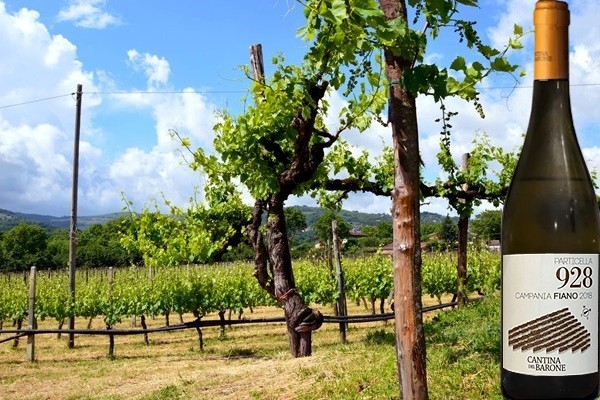 Campania IGP Fiano ”Particella 928” 2018 della Cantina del Barone
