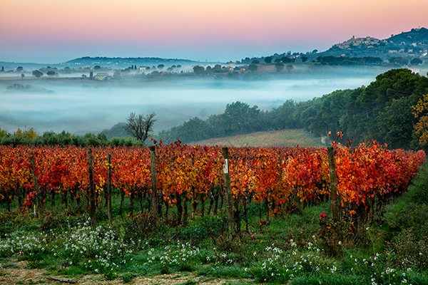 Vigne rosse Antonelli San Marco