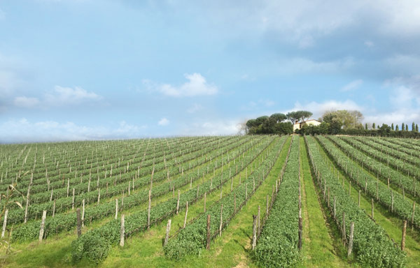 Villa di Capezzana vigneto bio