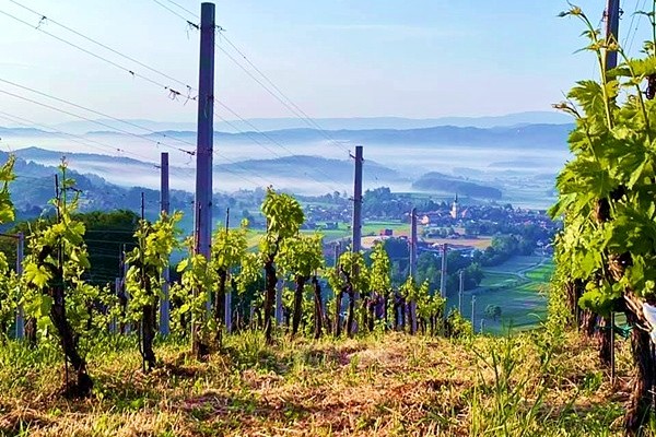 Echo Rdeče 2016 Vinska klet Frelih