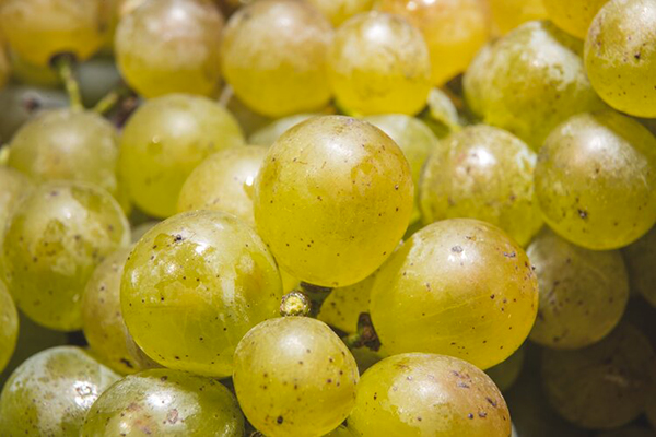 Grappolo di Turbiana