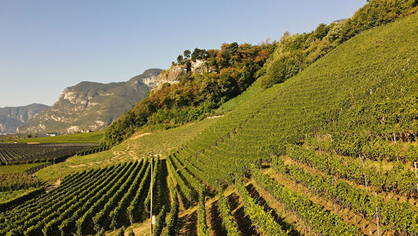 Il vigneto di merlot le cui uve confluiscono nel Tres