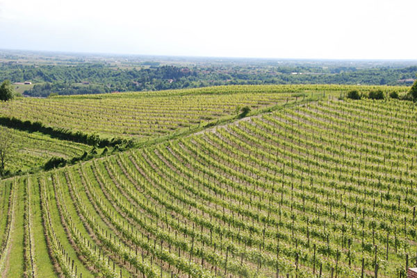 Panorama sui vigneti
