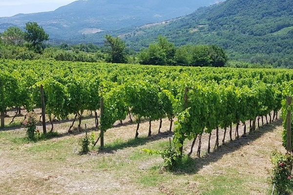 azienda Antonio Caggiano